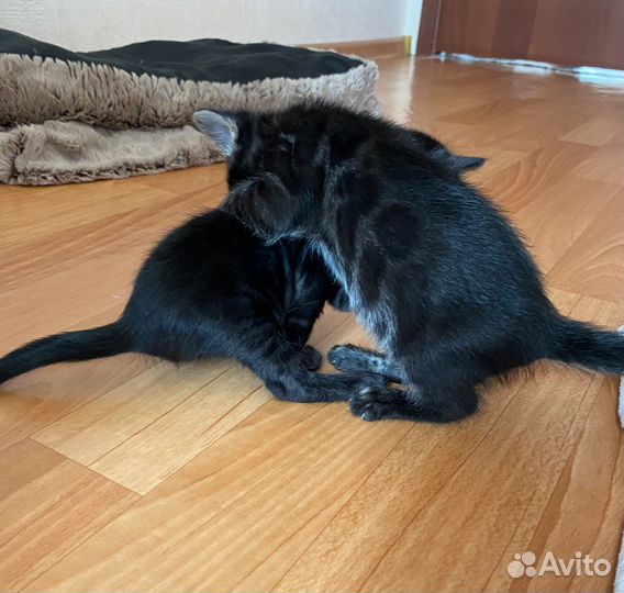 Бенгальские угольные котята