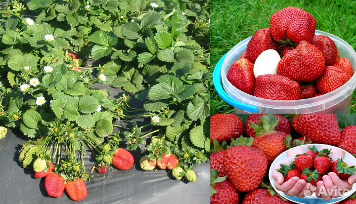 Рассада земляники(клубники) высокоурожайных сортов
