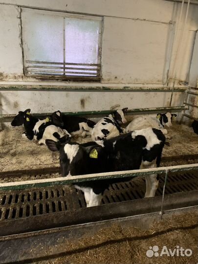 Телята и бычки