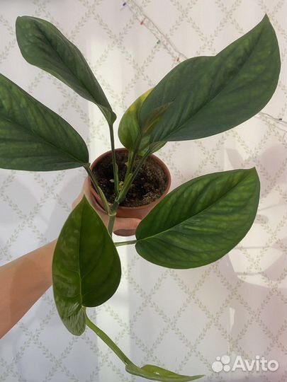 Сортовые монстеры