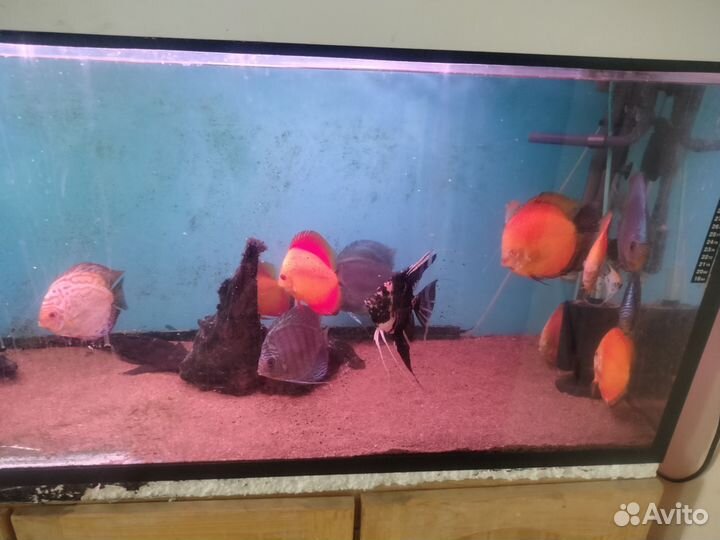 Украшение для аквариума