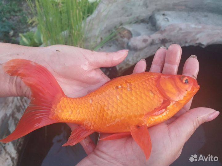 Золотая рыбка комета