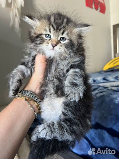 Сибирские котята лесного окраса от чемпионов мира