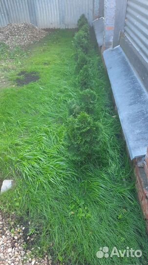 Покос травы любой сложности (Триммер-Косилка )