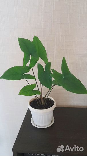 Сингониум два вида