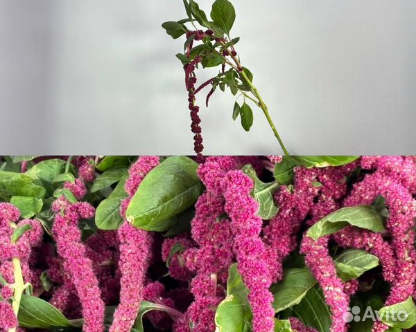 Амарант опт и розница СПб купить в Санкт-Петербурге по низкой цене с ...