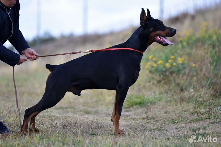 Кобель добермана вязка