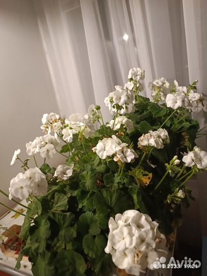 Герань пеларгония в горшке