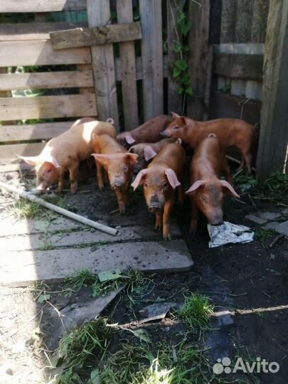Поросята