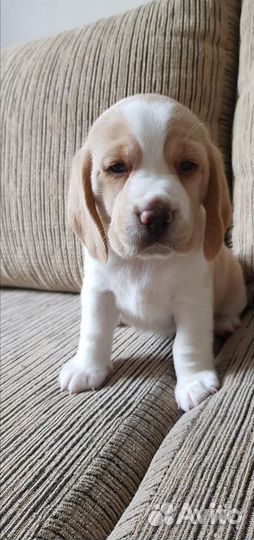 Щенки бигль