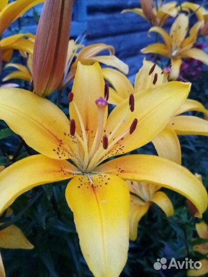 Лилии,Лапчатка травянистая