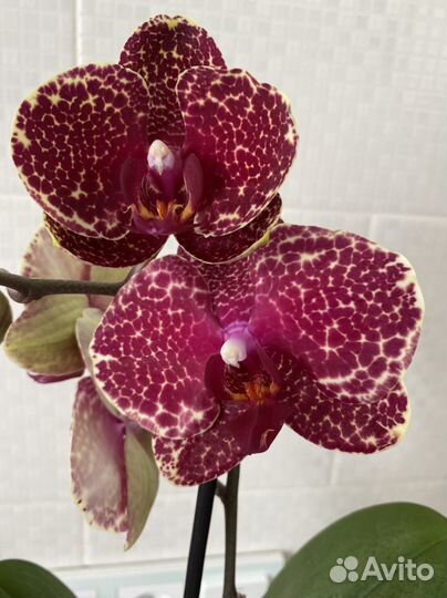 Орхидея фаленопсис Сезам