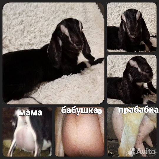 Англо нубийские козлята,козы