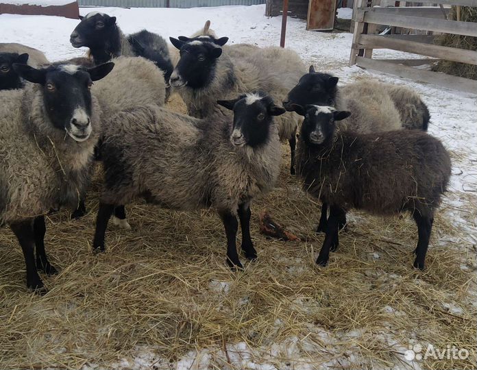 Овцы Бараны
