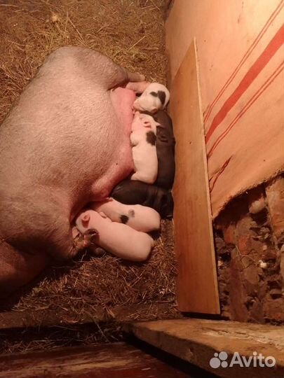 Поросята вьетнамские