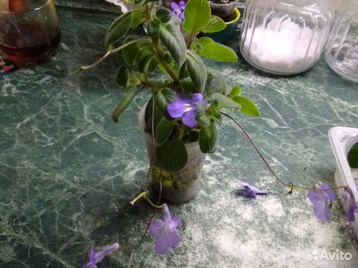 Стрептокарпелла