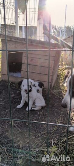 Щенки Бимки в добрые руки бесплатно