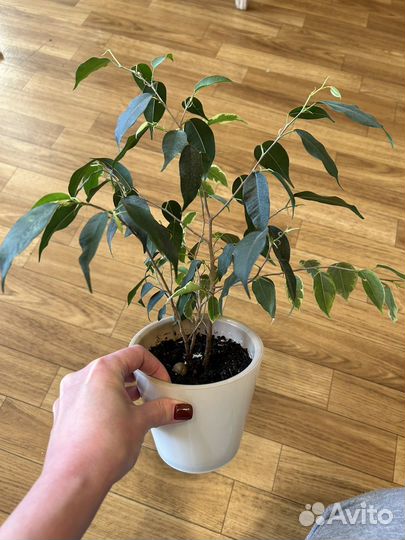 Фикус бенджамина