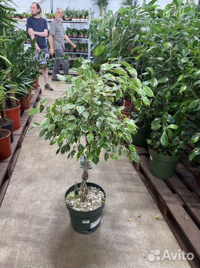 Фикус бенджамина