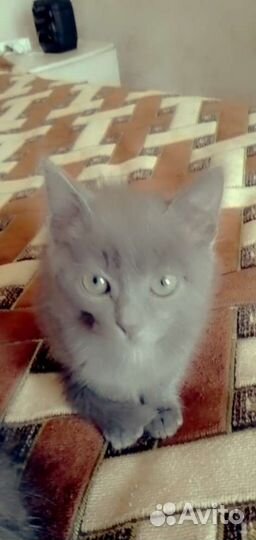 Кошечка и котик