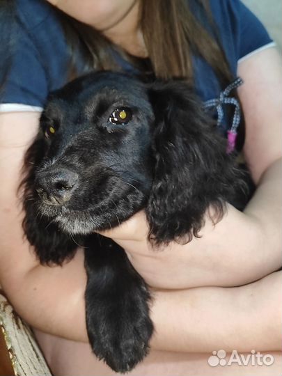 Собака в добрые руки щенок