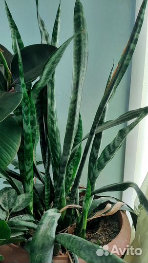 Цветы для офиса и дома