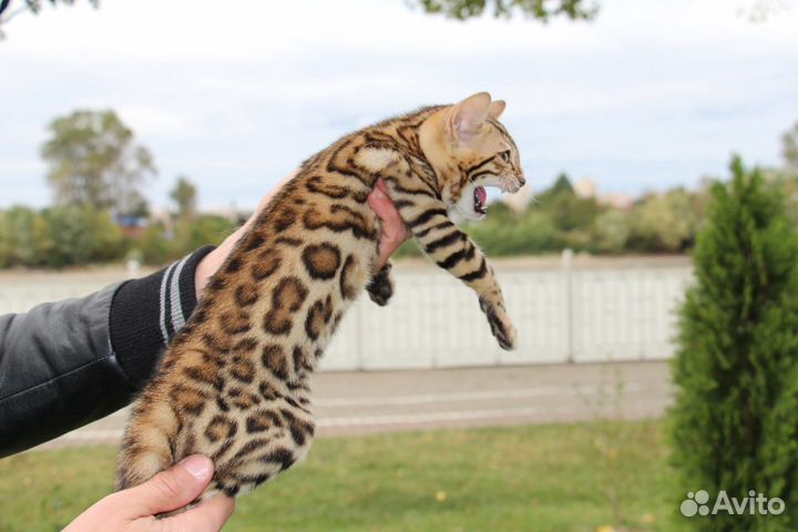 Мальчики и девочки