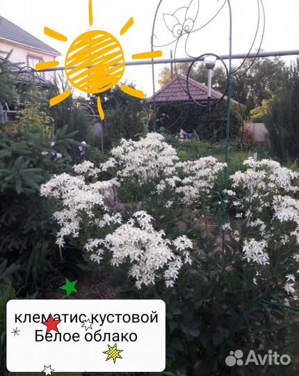 Клематис кустовой. Растения в сад