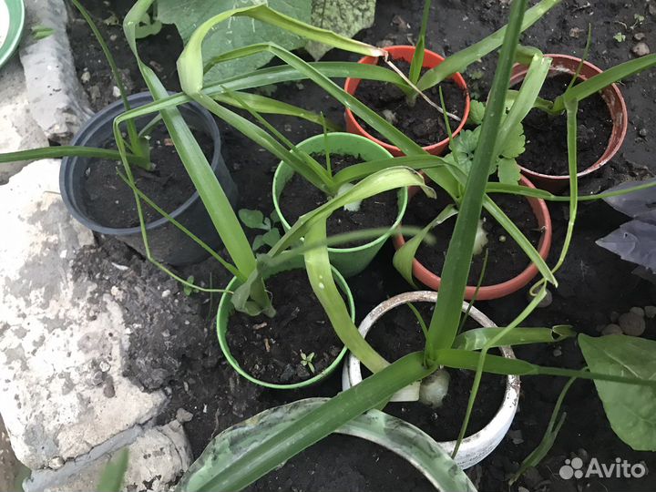 Индийский, Китайский лук