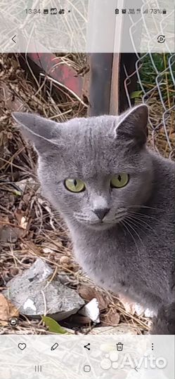 Отдам англичанку