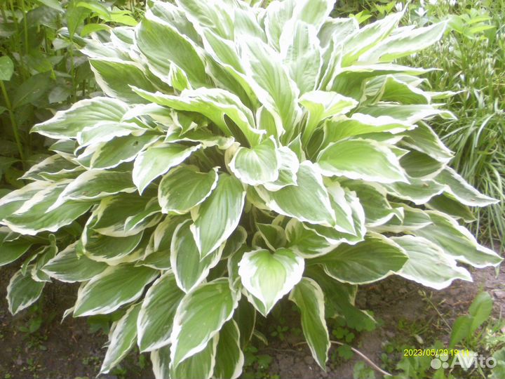 3 вида хост, ирис сибирс., аконит, астра, пион роз