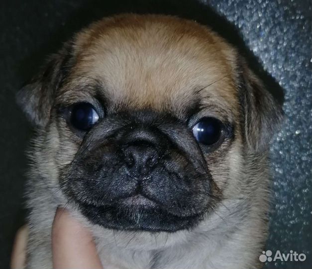Щенки мопса