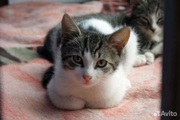 Озорной котик