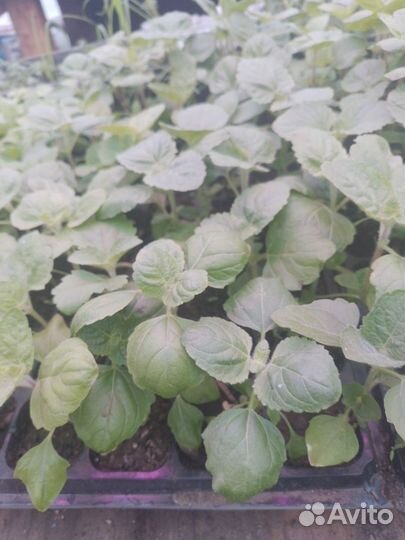 Рассада цветы и овощей