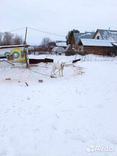 Собака в добрые руки, кабель, Алабай. Для охраны
