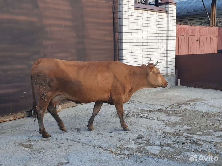 Коровы дойные молочные