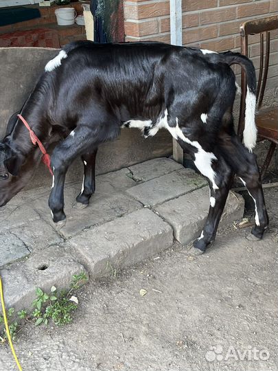 Быки годовалые