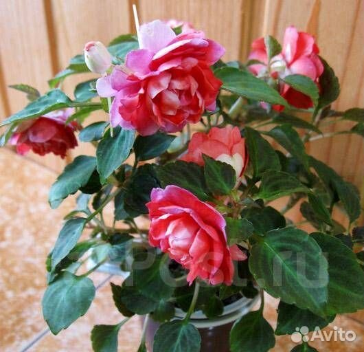 Бальзамины комнатные