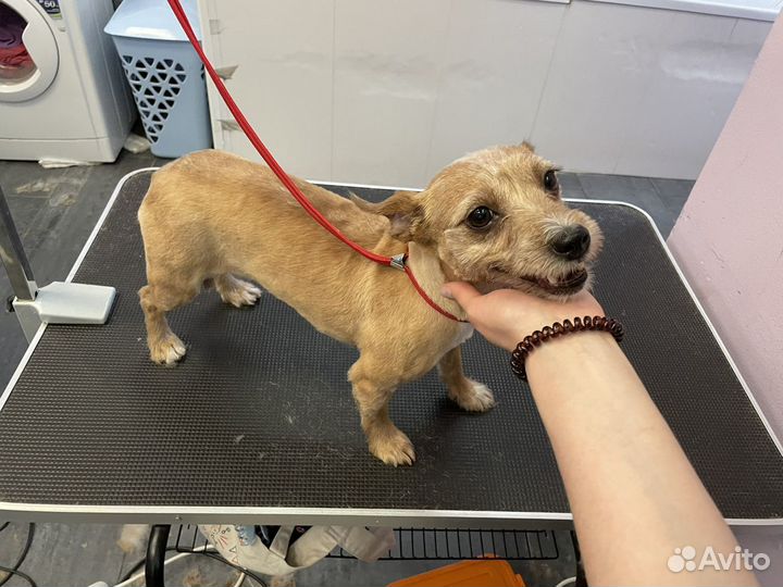 Грумер собак и кошек