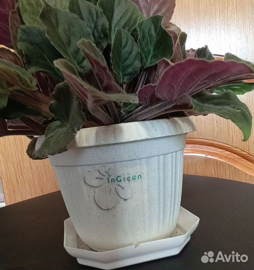 Фиалка махровая