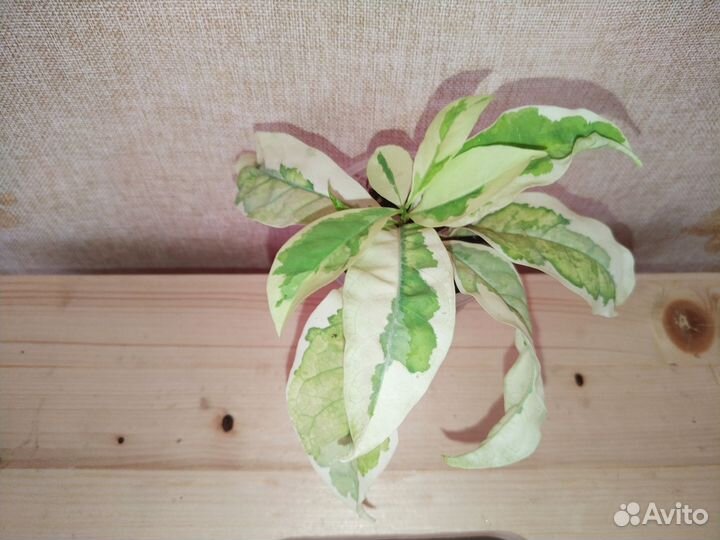 Брунфельсии вариегатные