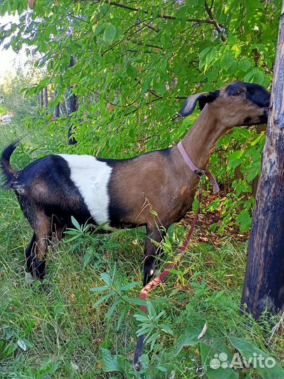 Дойные нубийские козы