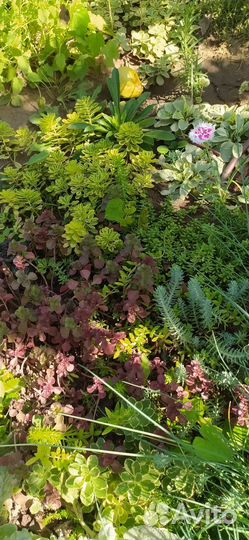 Почвопокровники разные