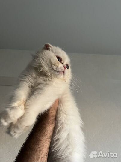 Кошка бесплатно