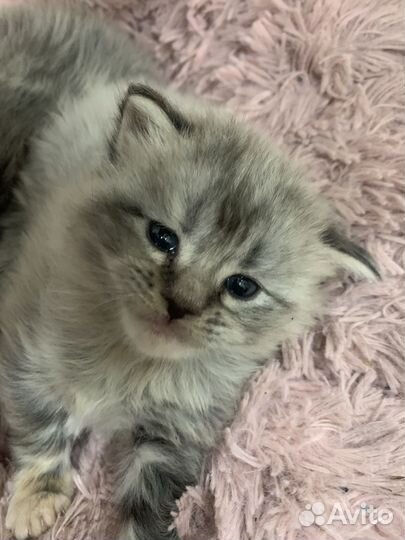 Котята мейн кун