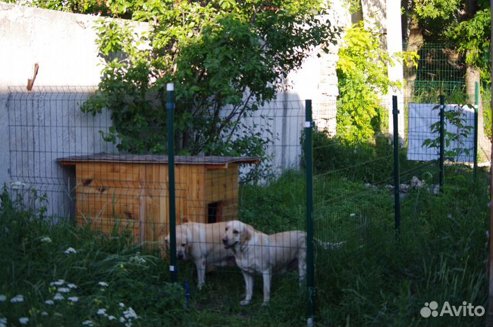 Передержка собак для участников сво