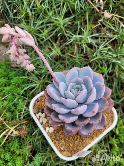 Суккуленты 2