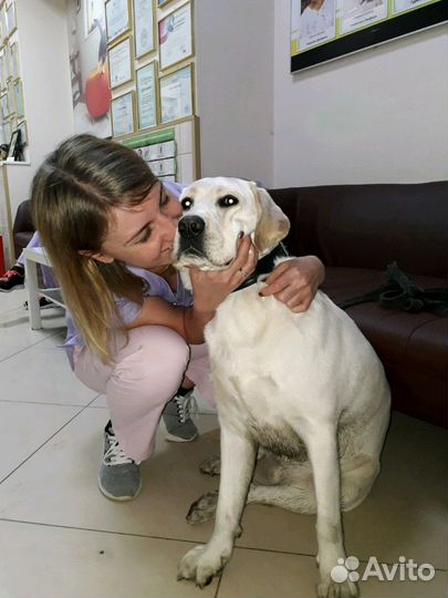 Ветеринарный врач