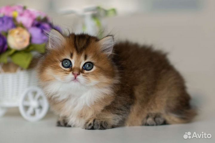 Длинношерстная британская девочка