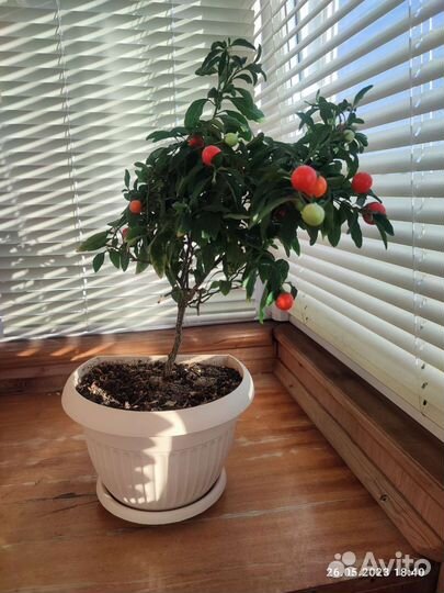 Паслён комнатный